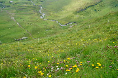 Scenic view of grassy field