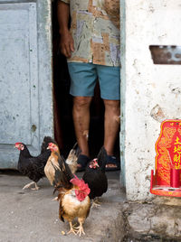 Full length of man feeding birds