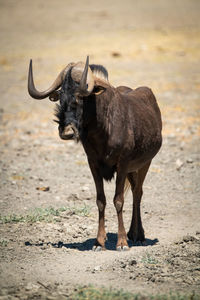 Black wildebeest stands eyeing camera in sun