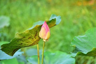 Close-up of pink lotus water lily