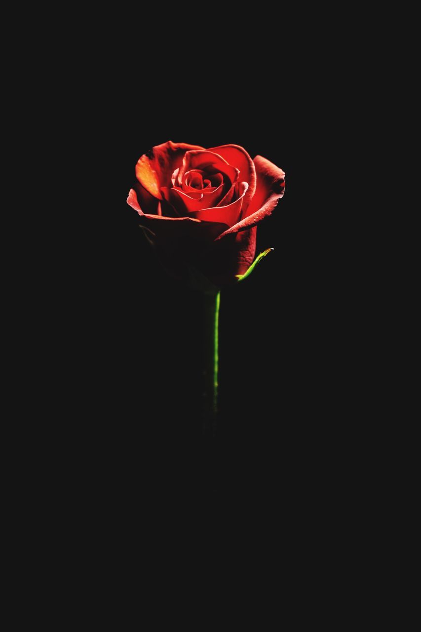 RED ROSE AGAINST BLACK BACKGROUND