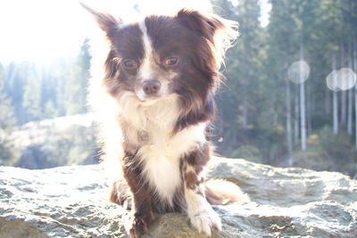 Portrait of dog standing on rock