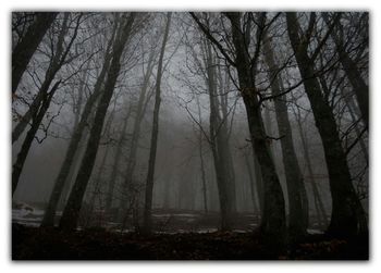 Bare trees in forest