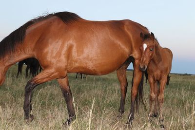 Horses on grass against sky