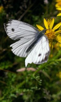 Close-up of butterfly on white flower