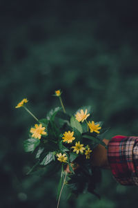 Close-up of yellow flowering plant