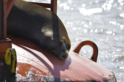 A seal is chilling on the buoy in the water