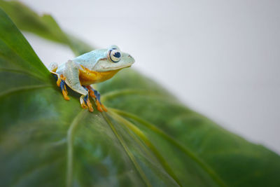 Close-up of lizard on leaf