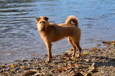Wet dog standing on lakeshore