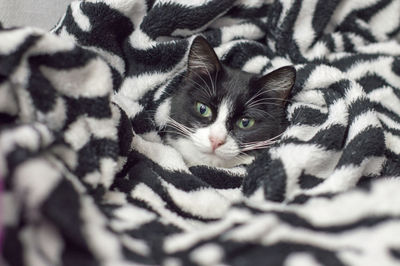 Portrait of cat on bed