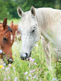 Horses standing on grassy land