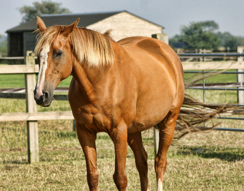 Horse standing in field