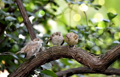 Bird perching on a tree