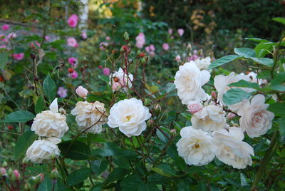 Close-up of white flowers blooming outdoors