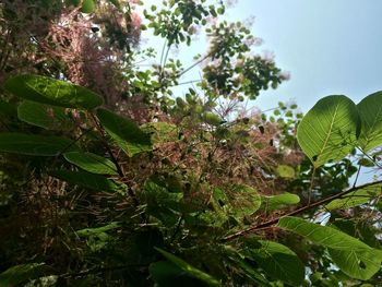 Low angle view of trees