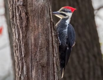 Close-up of bird perching on tree trunk