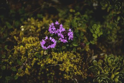 Close-up of purple flowers blooming outdoors