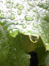 Close-up of water drops on leaf