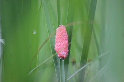 Close-up of pink flower on plant