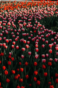 Close-up of red tulip flowers on field