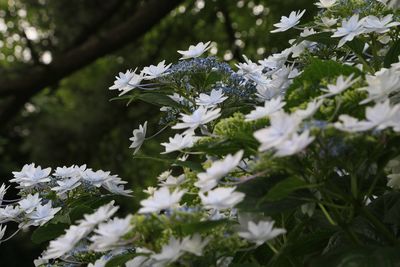 Close-up of white flowering plant in park