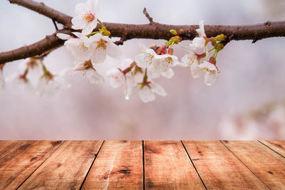 Close-up of cherry blossoms in spring