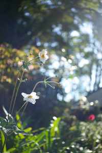 Close-up of flowering plant against blurred background