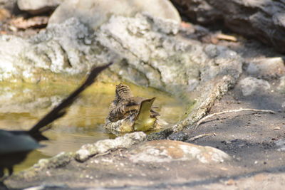 Lizard on rock