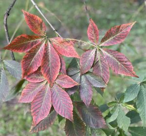 Close-up of leaves