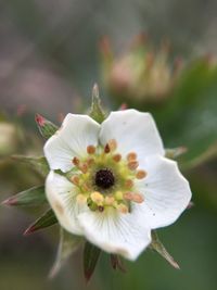 Close-up of white flower blooming outdoors