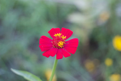 Close-up of red flower