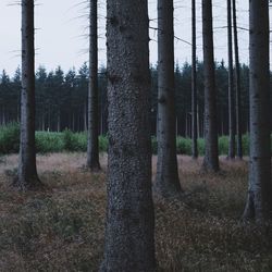 Trees in forest