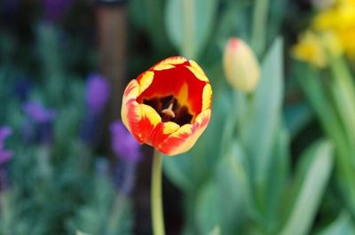 Close-up of yellow flower