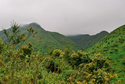 Scenic mountain landscapes against a foggy background, kijabe hills, kenya 