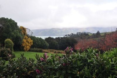 Plants growing on landscape against sky