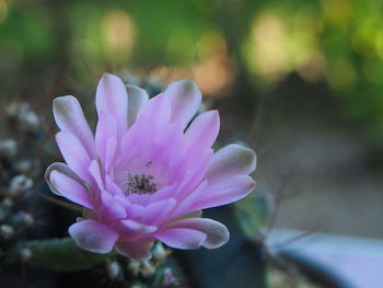 Close-up of pink flower