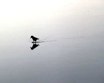 Bird flying over lake