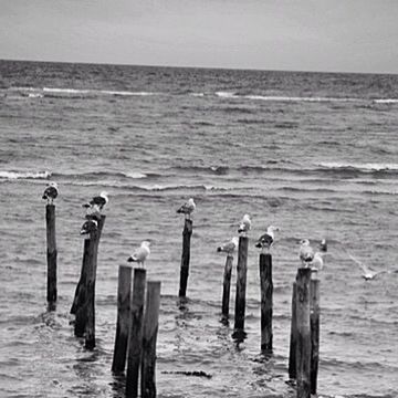 sea, horizon over water, water, bird, wooden post, animal themes, animals in the wild, wildlife, beach, seagull, nature, tranquility, wood - material, sky, tranquil scene, pole, day, in a row, beauty in nature, scenics