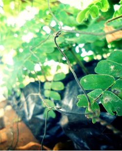 Close-up of green leaves on branch