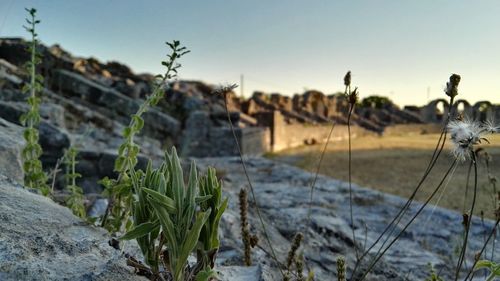 Close-up of plants growing at abandoned amphitheater