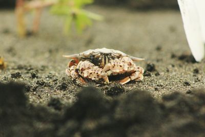 Close-up of crab on sand