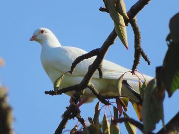 Low angle view of bird perching on branch against sky