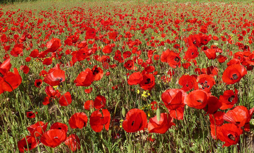 Full frame shot of red tulips blooming in field