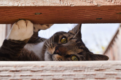 Close-up portrait of a cat