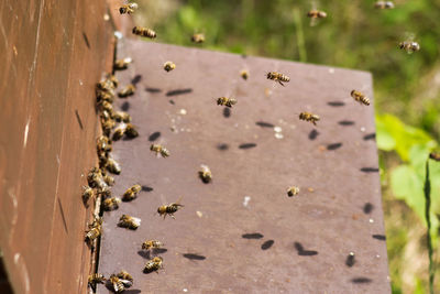 High angle view of insect on land