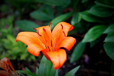Close-up of orange flower