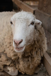 Close-up portrait of sheep
grazing sheep