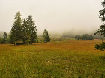 Scenic view of trees on field against sky