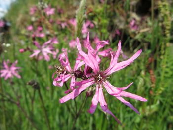 Close-up of pink flowers