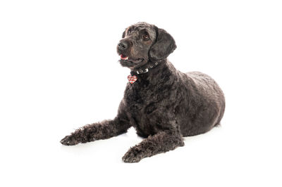 Dog sitting against white background